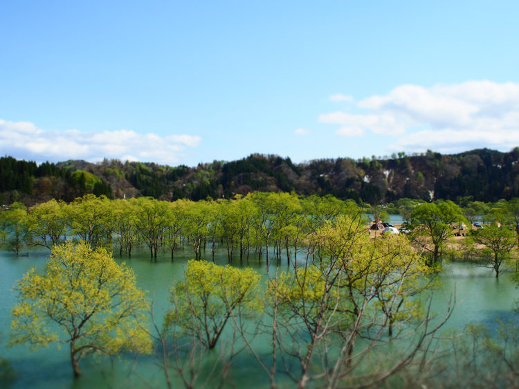 水没林
